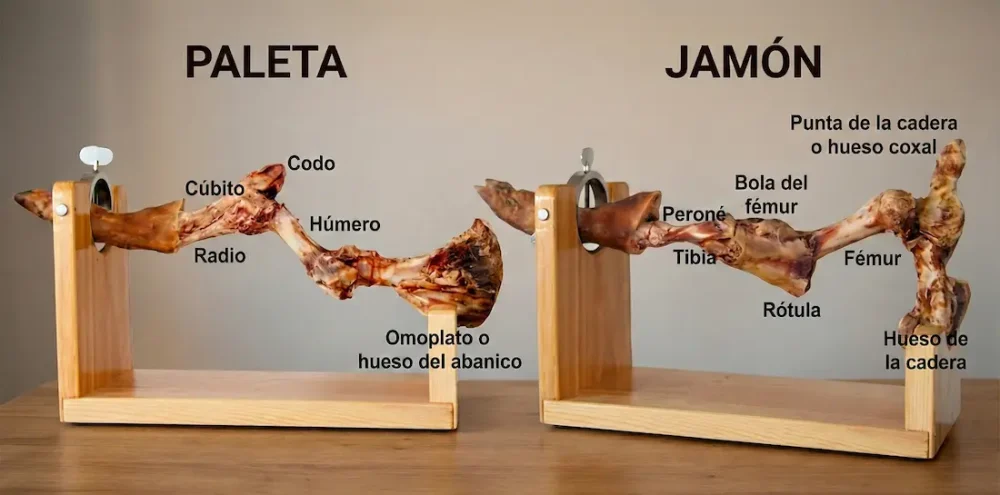 huesos-paleta-vs-jamon